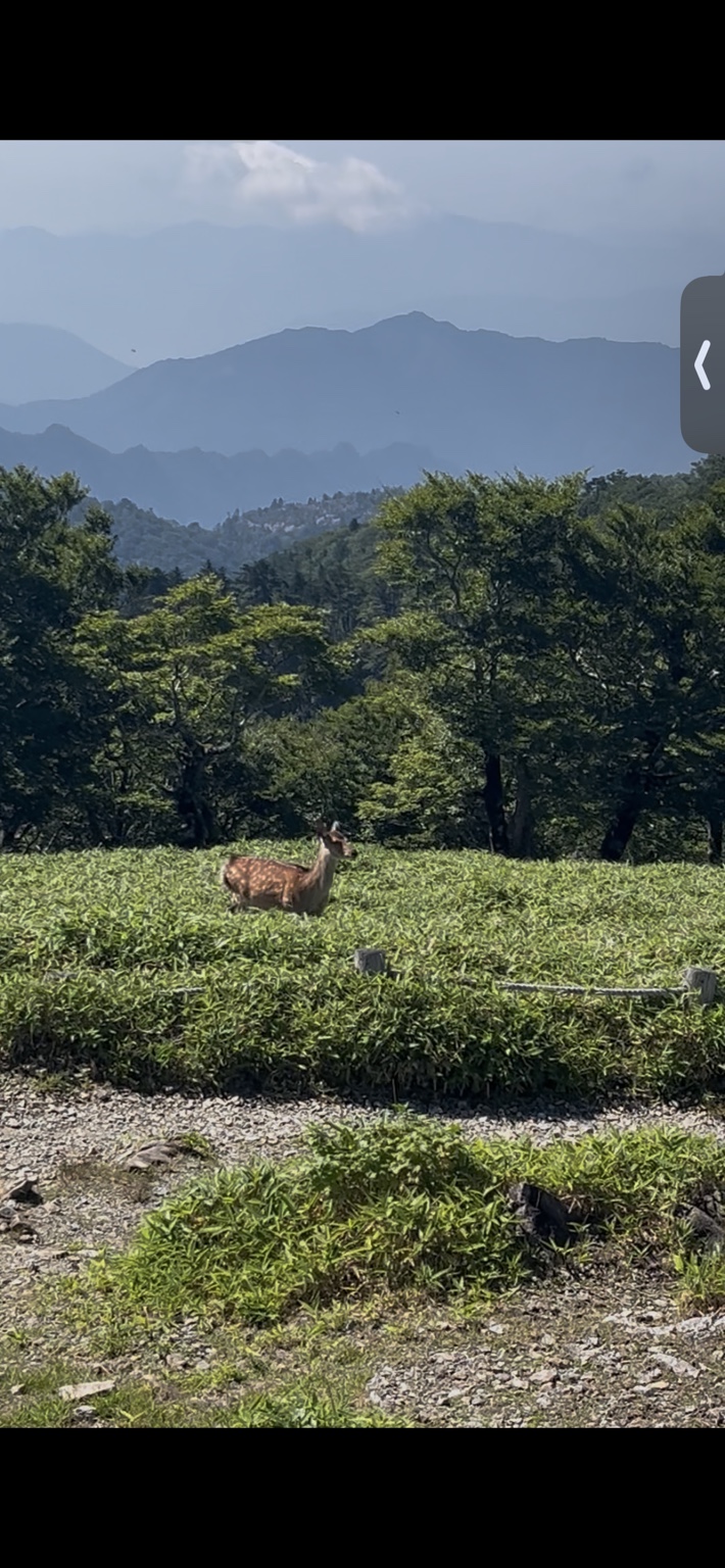 日出ヶ岳周辺で見かけた野生のニホンジカ