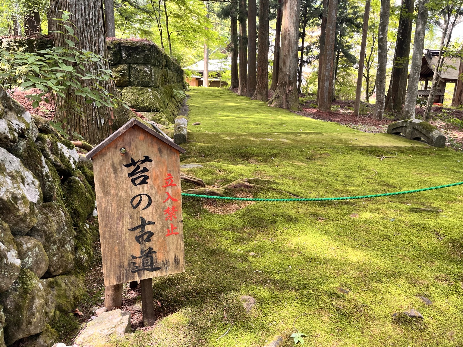 光前寺の杉並木に続く緑が美しい苔の古道