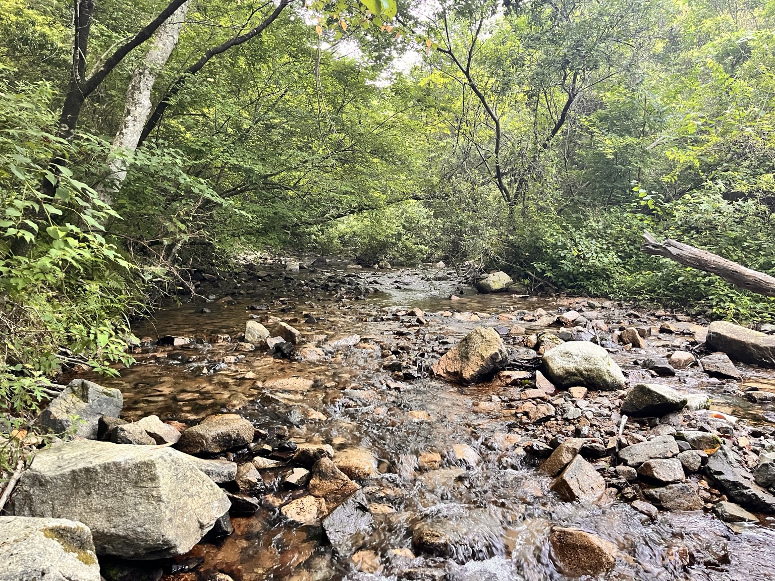 有馬側から六甲山へ向かう往路で歩いた沢沿いの登山道