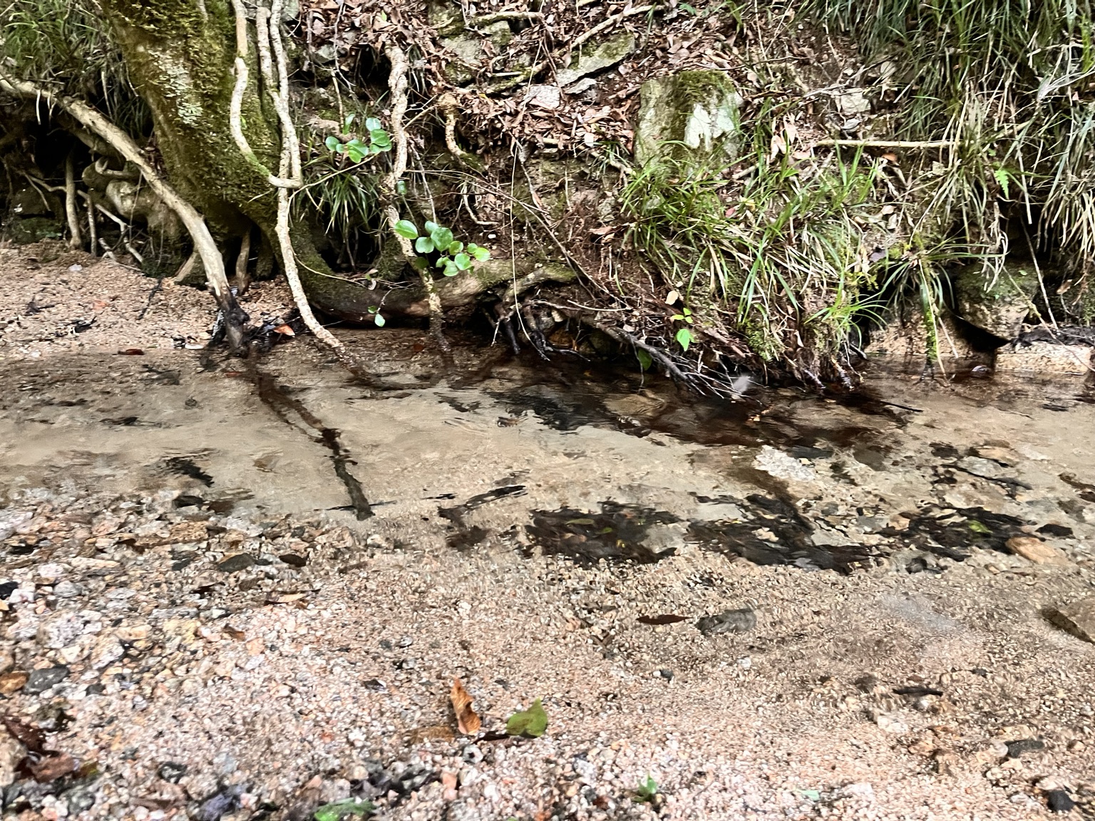 道が分かりにくく不安を感じた六甲山往路の沢沿い
