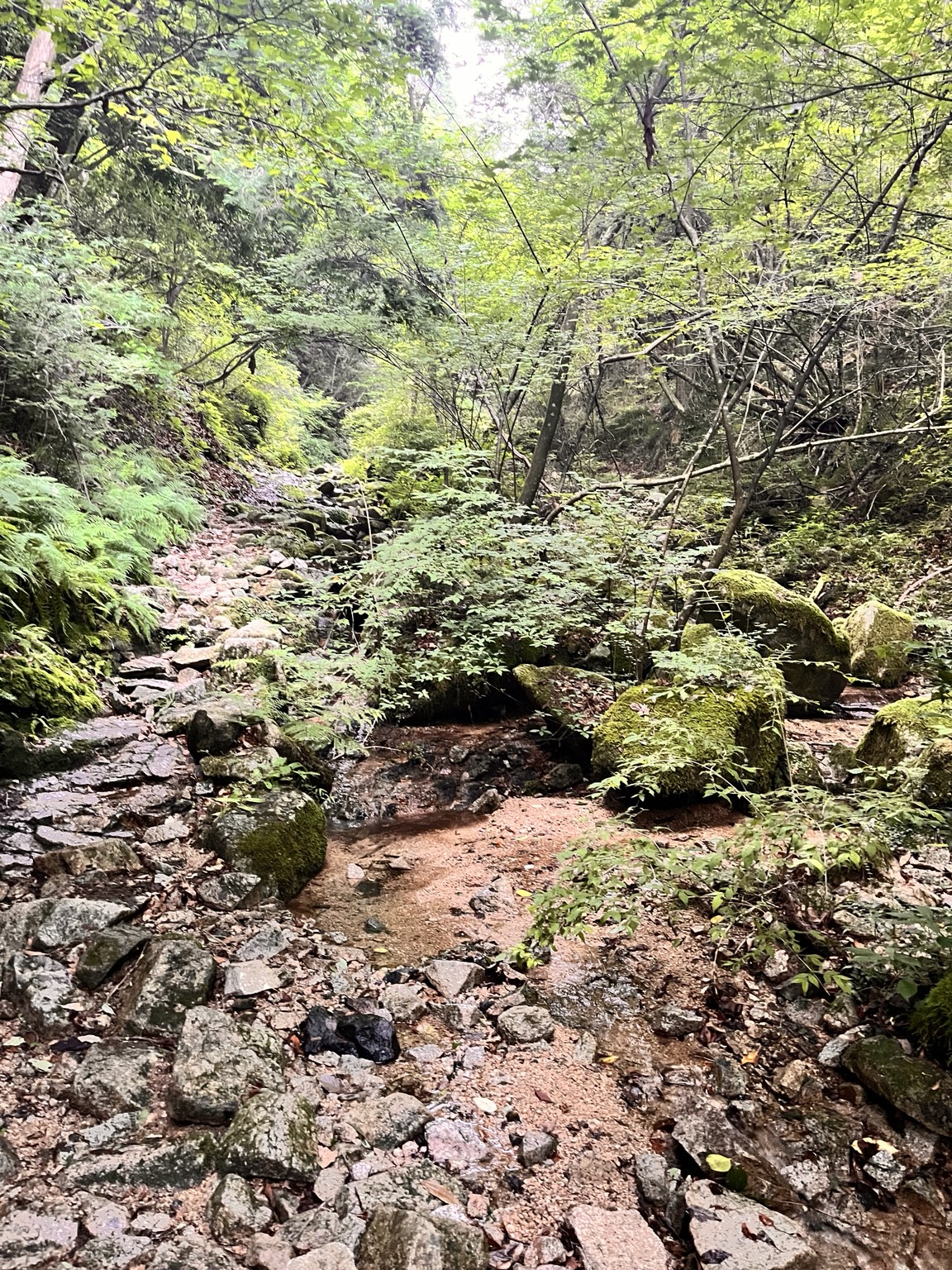岩と草木が多く、足元を確認しながら進んだ六甲山の往路