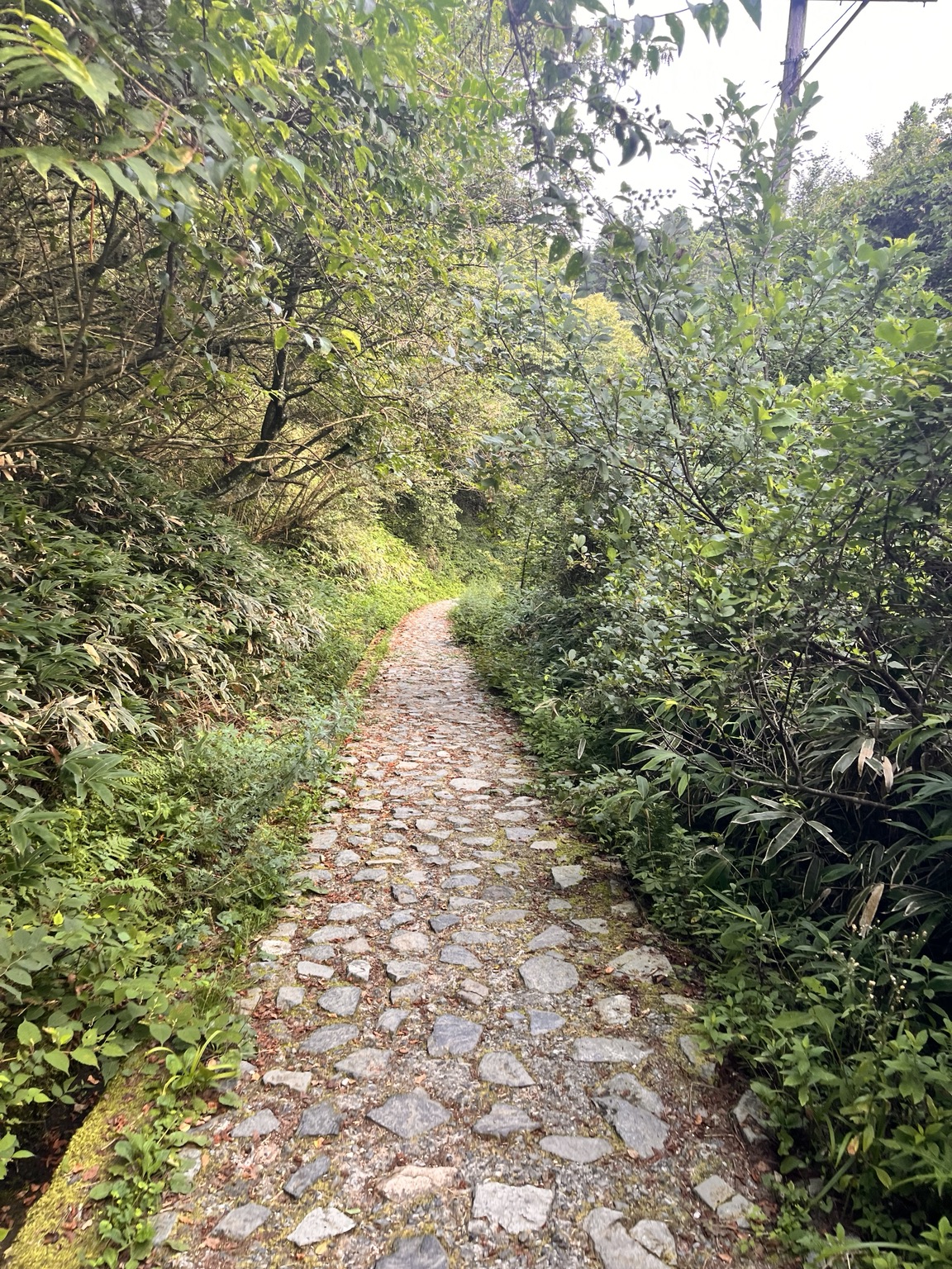 六甲山最高峰から有馬へ下る途中の整備された石畳の道
