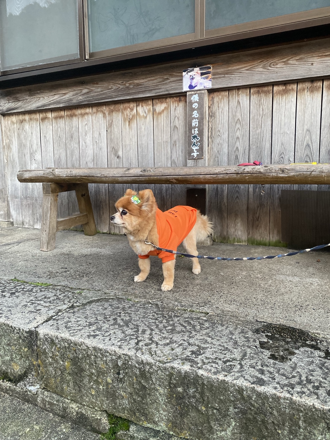 洞川温泉の街で出会ったかわいい犬