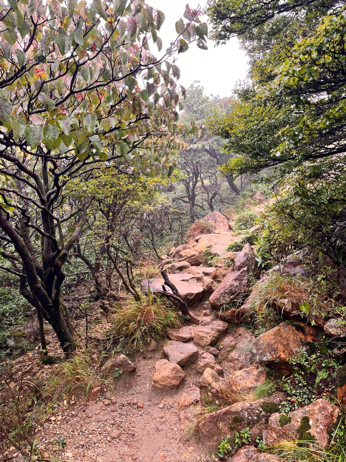 木々の間に岩の段差が続くくじゅう連山の登山道